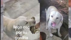 VIDEO: Perrito negocia objetos por comida con dueño de un local de antojitos mexicanos