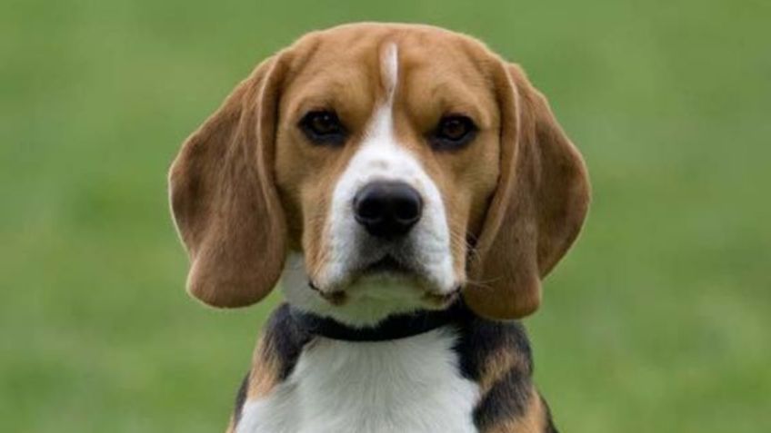 Toma asiento antes de saber cuántos años vive la raza de perro beagle