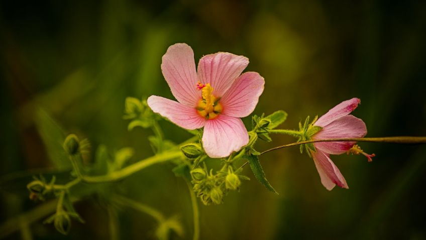 Plantas para perfumar tu casa: esta es la lista de flores que dejan un aroma exquisito por las noches