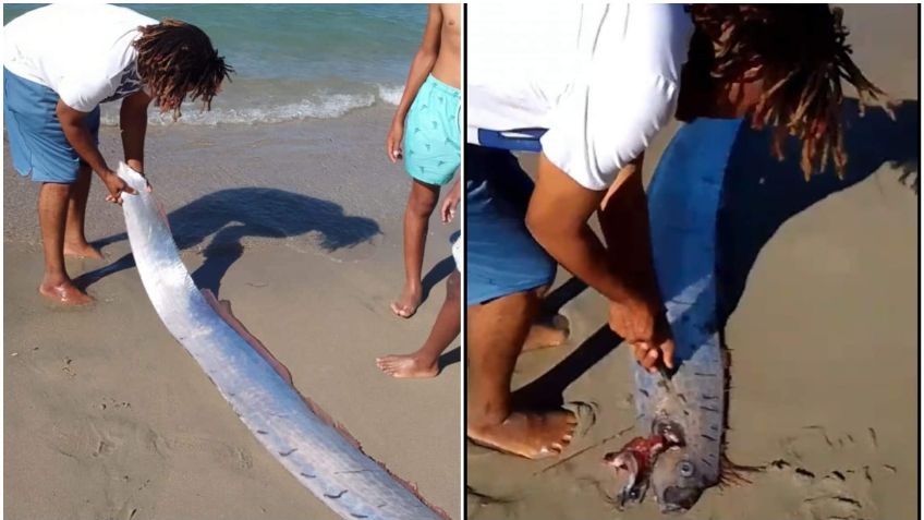 VIDEO: atrapan un pez remo en República Dominicana y causa pánico, creen que presagia un terremoto