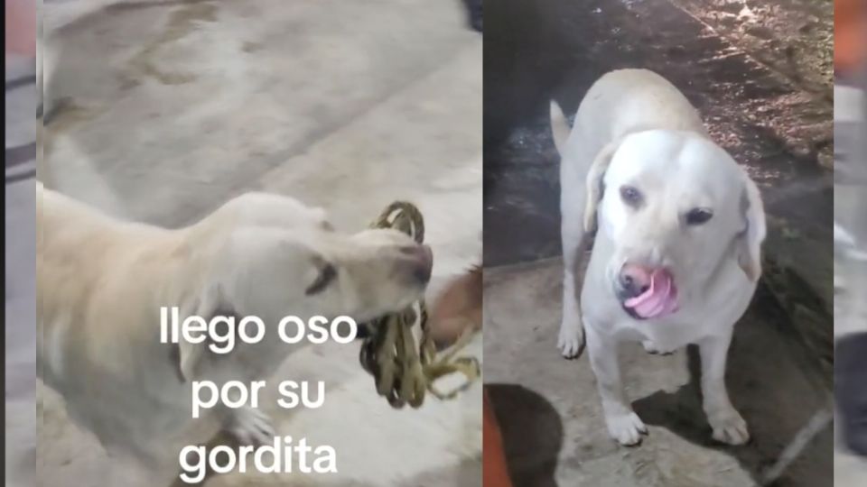 El perrito lleva cualquier objeto por comida