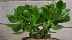 Árbol de jade: estos son 3 errores que la gente comete con la planta del dinero y que pocos saben