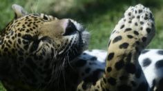 Día Internacional del Jaguar: se busca regresar a la especie a su hábitat natural