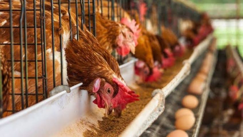 Pretenden mejorar condiciones ambientales de gallinas productoras de huevo para erradicar maltrato animal