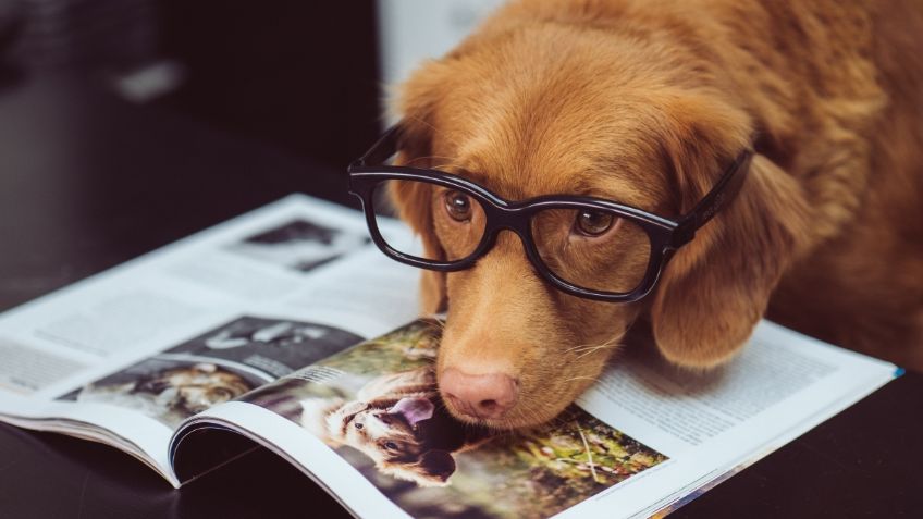 La frase que tienes que decirle a tu perro cada de sales de casa