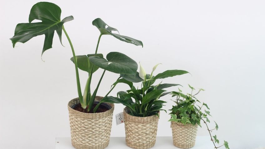 Plantas de interior: 3 tips para hidratarlas correctamente y evitar que mueran