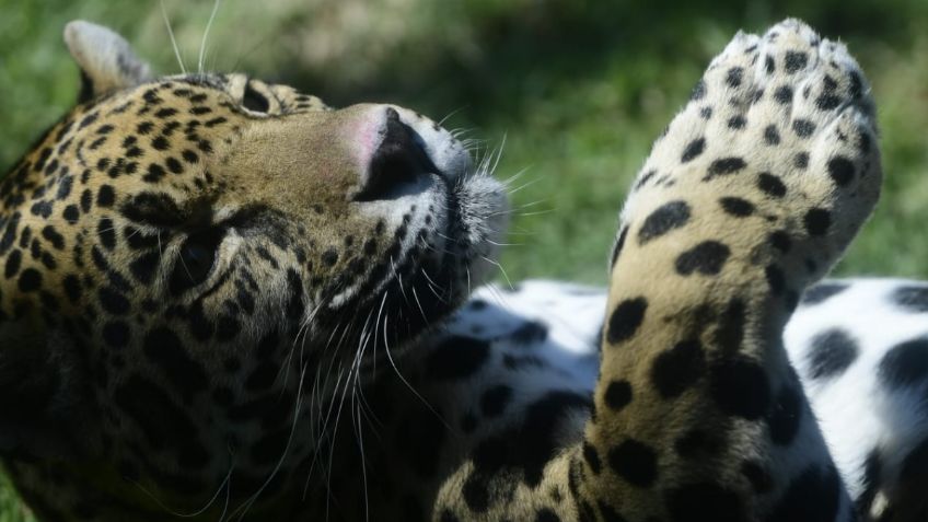 Día Internacional del Jaguar: se busca regresar a la especie a su hábitat natural