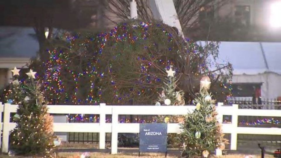 El árbol, de 12 metros de altura, cayó sin ocasionar lesionados.