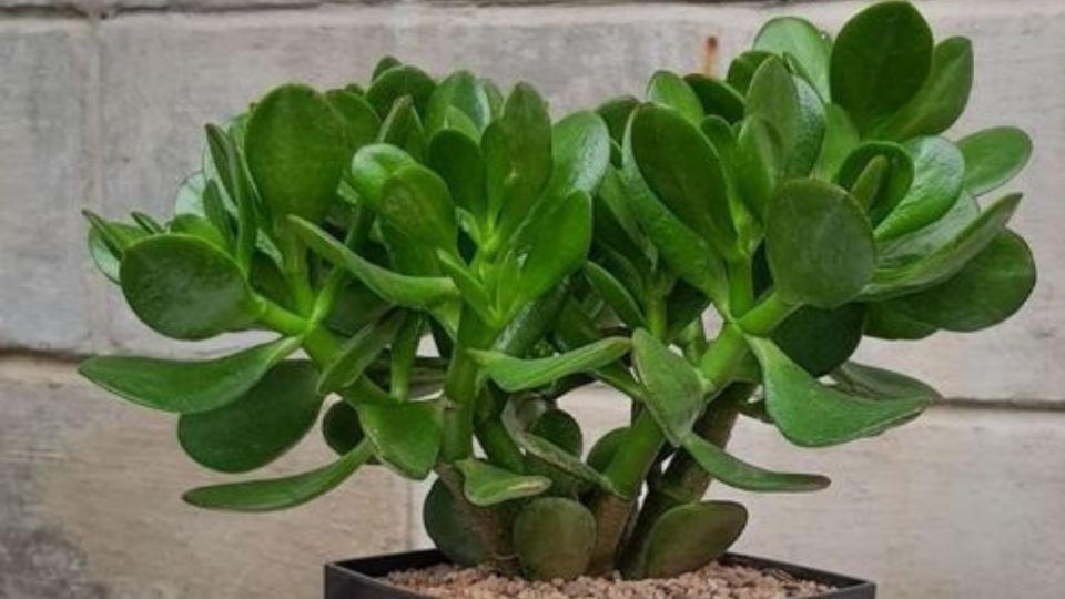 Árbol de jade: estos son 3 errores que la gente comete con la planta del dinero y que pocos saben