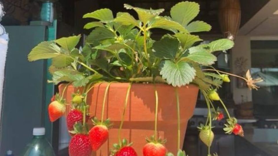 Estas plantas son perfectas para cultivar en maceta y tener frutas frescas.