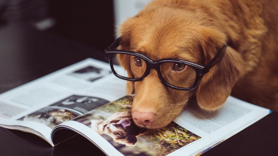 Aprenda una crianza segura para tu perro