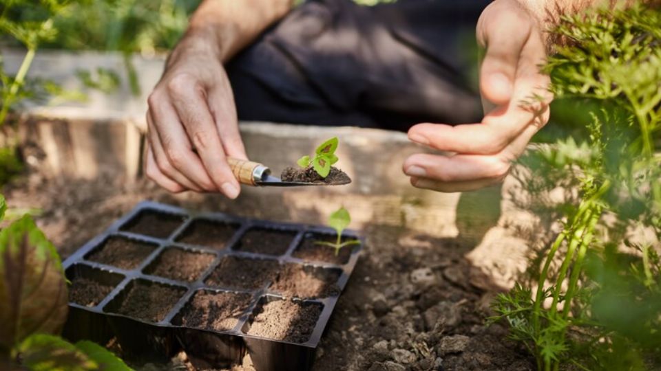 Estos tips te ayudarán a crear tu huerto casero.