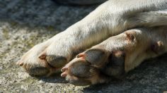 Afilador de cuchillos mata a un perrito por ladrar mucho, caso indigna en Ixtapaluca