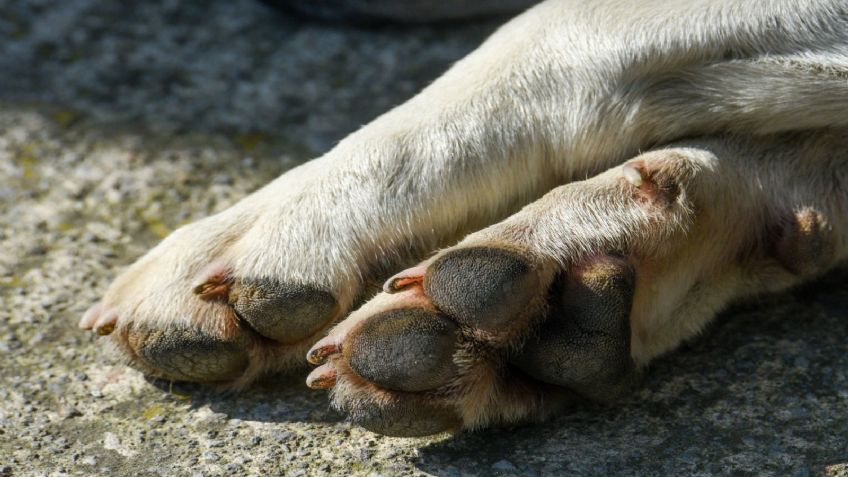 "Rolando Huellitas de la Calle", el albergue que rescata perros quemados y mutilados en Topilejo, Tlalpan