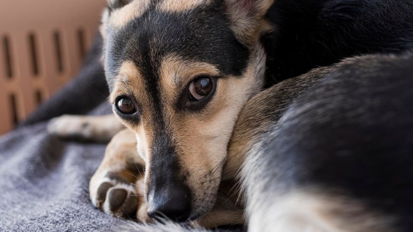 ¿Cómo limpiar de un ataque de brujería a mi mascota?