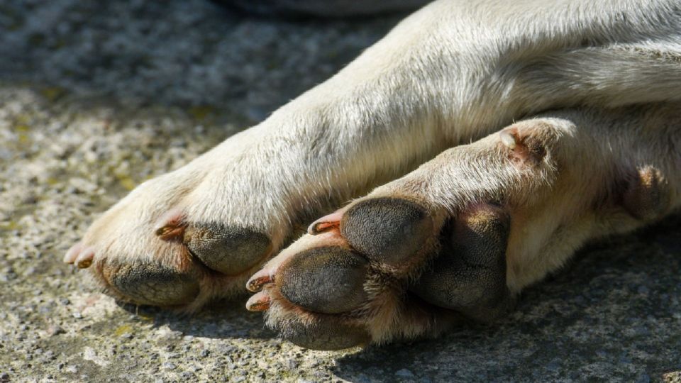 Piden justicia para el perrito mutilado.