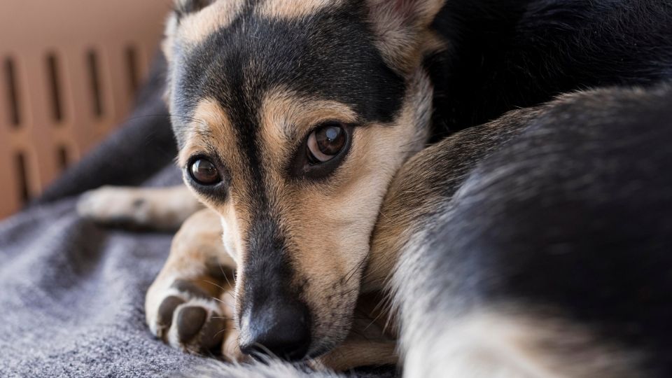 Los animales son seres muy sensibles a todo tipo de energía.