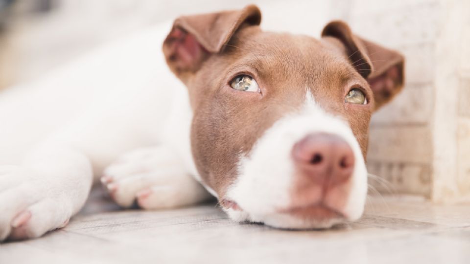 La perrita pitbull resultó con quemaduras graves en su cabeza.