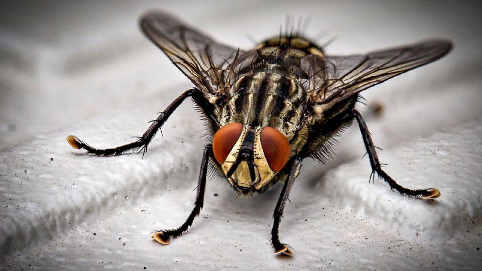 Así podrás evitar que contaminen tus alimentos.