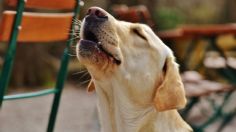 ¿Qué significa cuando un perro aúlla? Las razones te sorprenderán