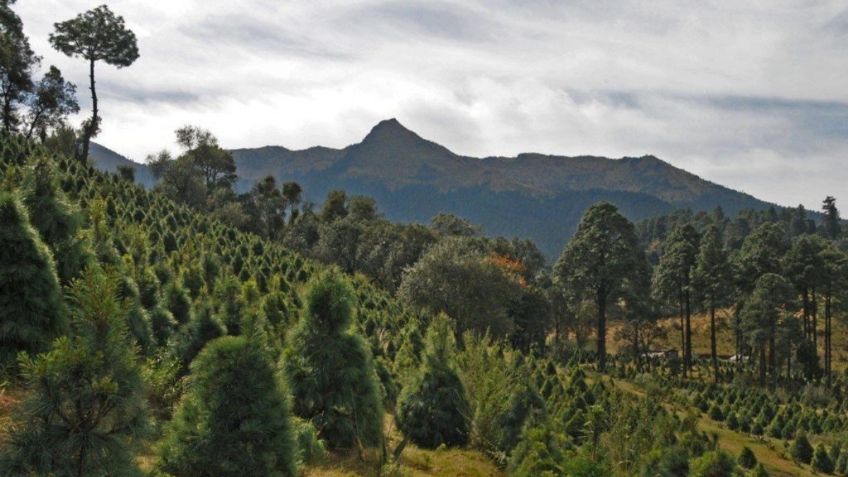 Tlalpan listo para venta de árboles de navidad y flor de nochebuena