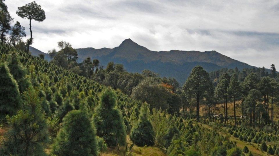 Tlalpan es la alcaldía número uno en la producción de pinos naturales navideños en la Ciudad de México