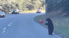 Lo más tierno para iniciar la semana: osito paraliza carretera por jugar con un globo