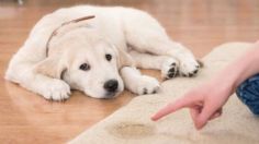 Cómo limpiar la orina de tu perrito del piso y eliminar el mal olor