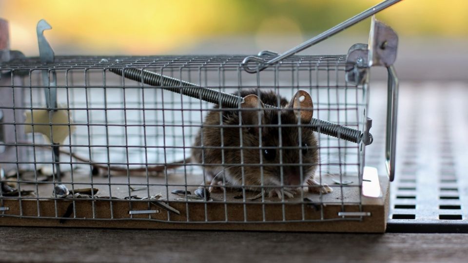 Estas trampas son fáciles de instalar y reutilizables, sin necesidad de recurrir a métodos dañinos