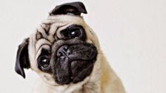 Conoce cuántos años viven la raza de perro pug