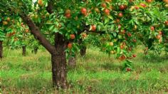 Aleja cualquier hongo o plaga de los árboles de tu casa con este ingrediente