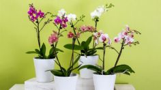 Orquídeas hermosas y sanas: cuidados básicos para que perduren