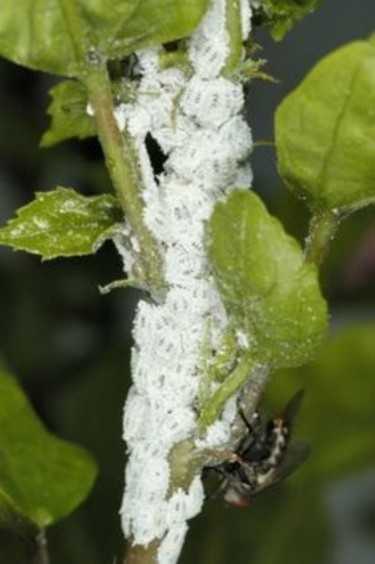 Plaga de la cochinilla 