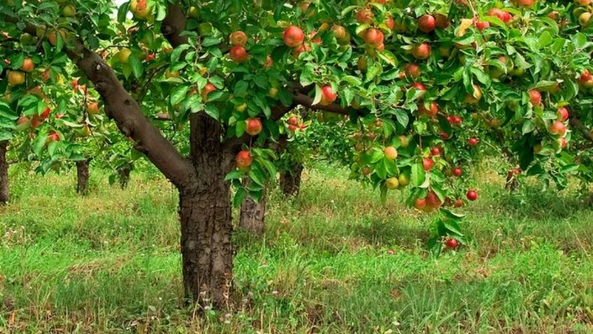 Aleja cualquier hongo o plaga de los árboles de tu casa con este ingrediente