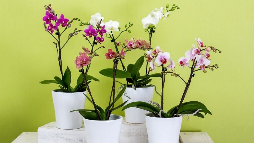 Orquídeas hermosas y sanas: cuidados básicos para que perduren