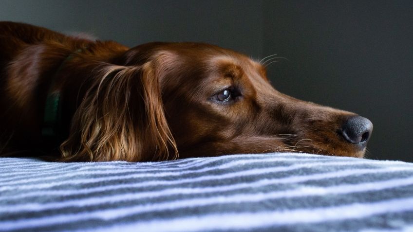 ¿Por qué mi perro no quiere comer sus croquetas y se ve desanimado?