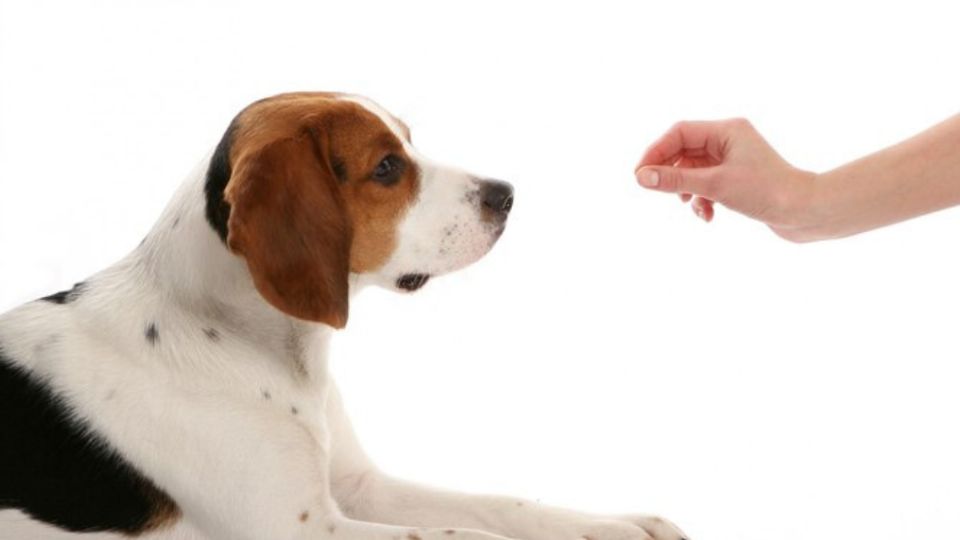 Estos son 3 olores que los perros odian y que pocos conocen	