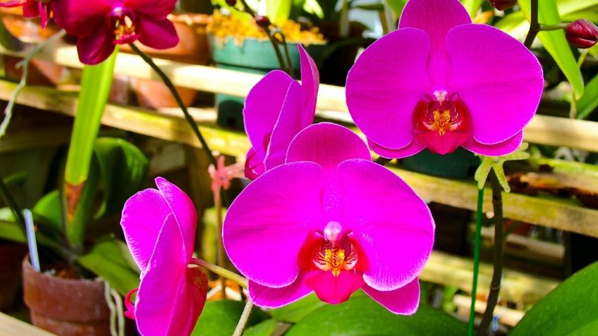 Orquídeas: aprende a cuidarlas en invierno para que no se marchiten y se vean radiantes