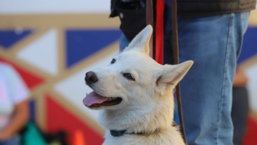 Tlalpan invita al Taller de Rehabilitación de Perros con Miedo a Pirotecnia