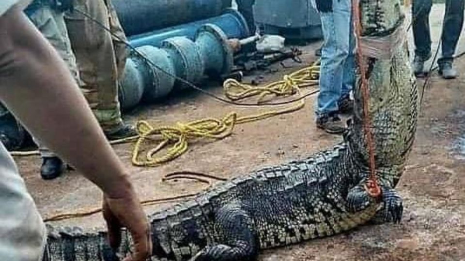 Hallan cocodrilo en el acueducto de la presa “Vicente Guerrero” en Ciudad Victoria, Tamaulipas