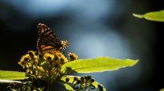 Alistan escenario para Mariposas Monarca en el Edomex