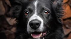 Conoce cuántos años viven la raza de perro Border Collie