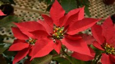 Flor de nochebuena: 5 consejos infalibles para cuidarla durante esta Navidad