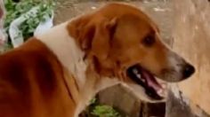 Perrito en India enternece las redes, espera el regreso de su dueño fallecido hace cuatro meses