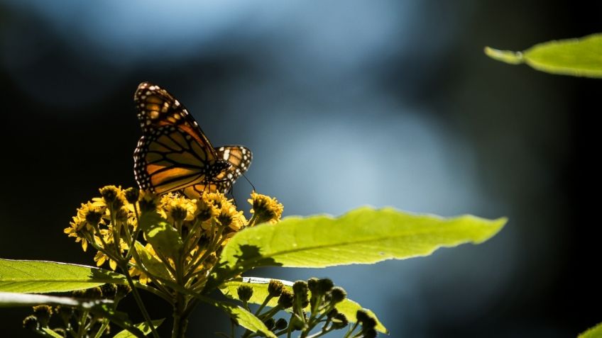 Alistan escenario para Mariposas Monarca en el Edomex