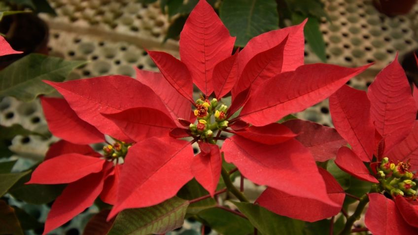 Flor de nochebuena: 5 consejos infalibles para cuidarla durante esta Navidad