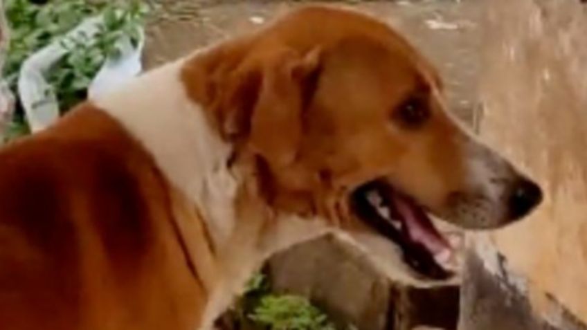 Perrito en India enternece las redes, espera el regreso de su dueño fallecido hace cuatro meses