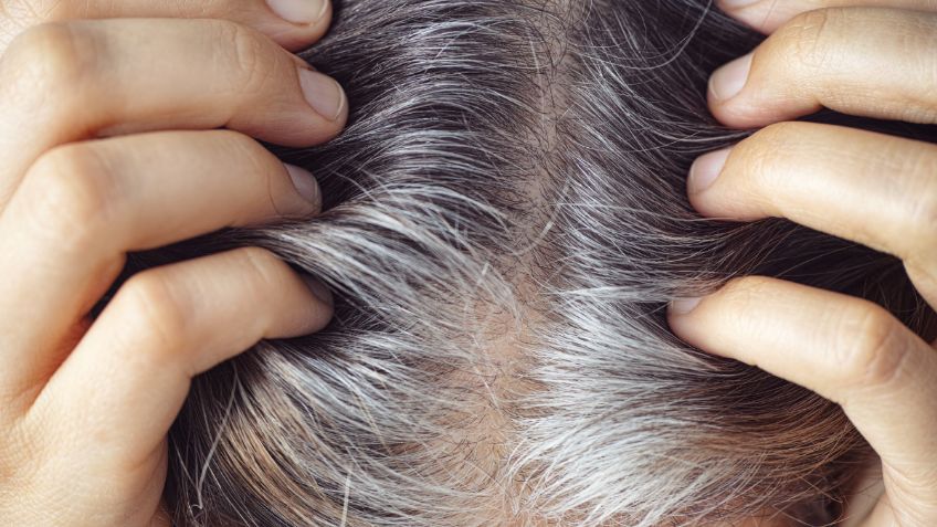 Adiós canas: aprende a cubrirlas usando hojas de romero en poco tiempo