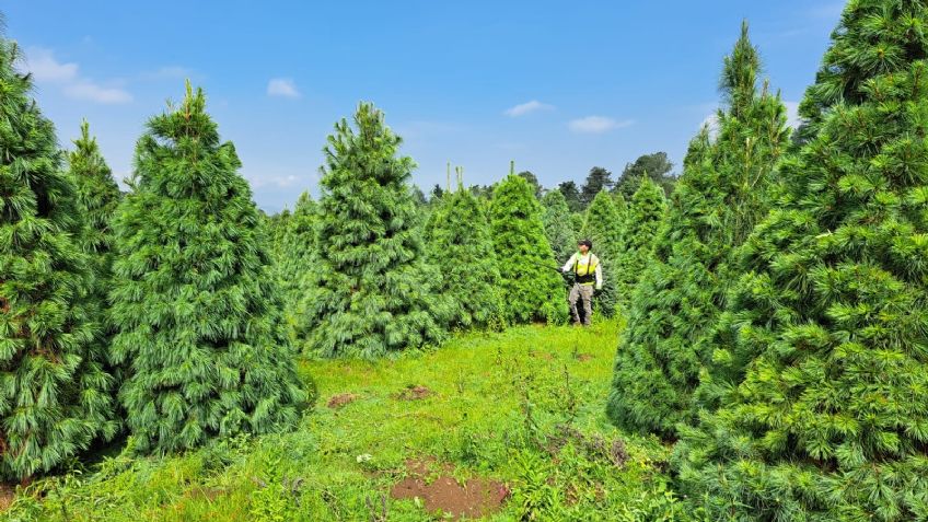 Comienza venta de arbolitos de Navidad