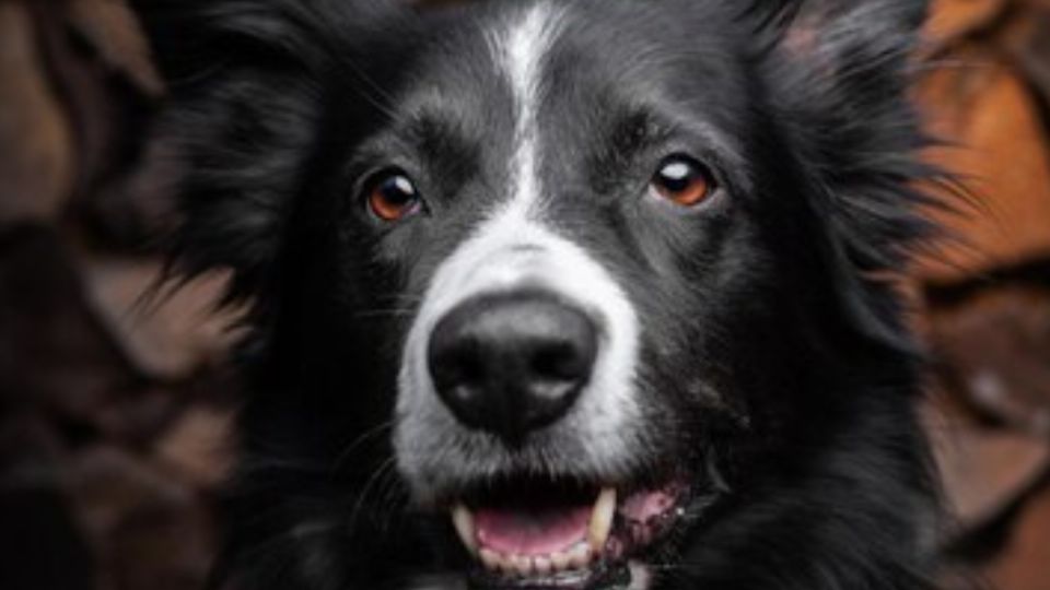 Conoce cuántos años viven la raza de perro Border Collie